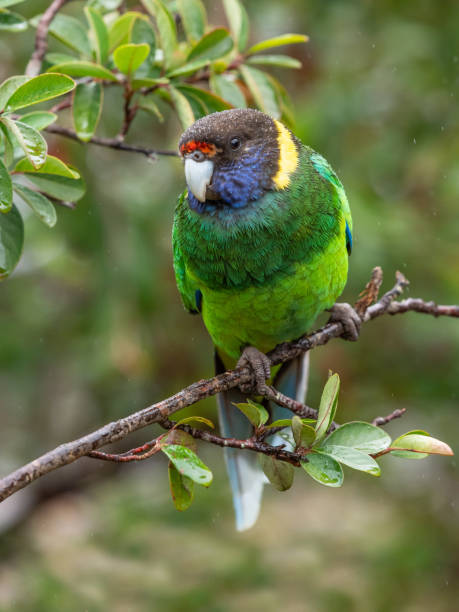 istock Australian Ringneck Parrot in the Rain 1343193586