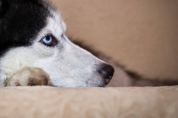 Cute husky dog is lying on the sofa