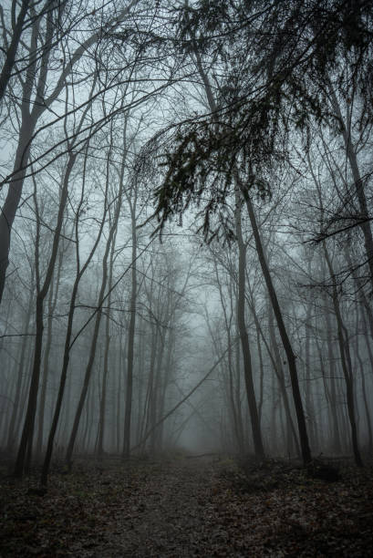 istock Misty landmark, foggy winter trees, silent forest 1343200084