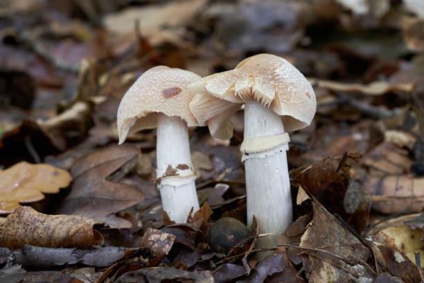 식용 버섯 코르티나리우스 가버라투스에서 비치는 숲. 염소 모자로 알려져 있습니다. 잎에서 자라는 두 마리의 야생 버섯. 선택적 초점. - 끈적버섯과 뉴스 사진 이미지
