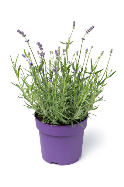 istock Lavender plant in a plant pot on white background 1343202928
