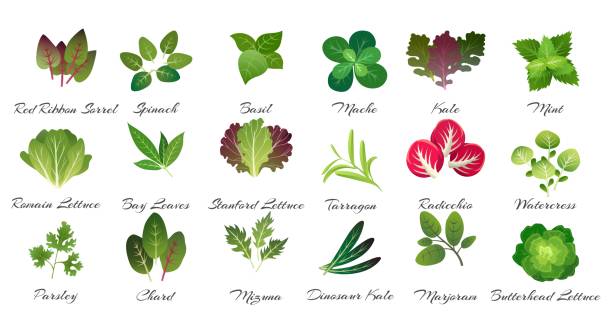 illustrations, cliparts, dessins animés et icônes de feuilles herbes culinaires - leaf vegetable radicchio green lettuce