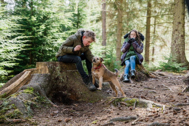 Spending Time With My Sister and Dog A brother and sister wearing warm clothing, sitting down outside in a woodland area surrounded by nature on tree stumps with their pet Border Terrier. The girl is eating while watching her brother, who is petting their dog. border terrier stock pictures, royalty-free photos & images