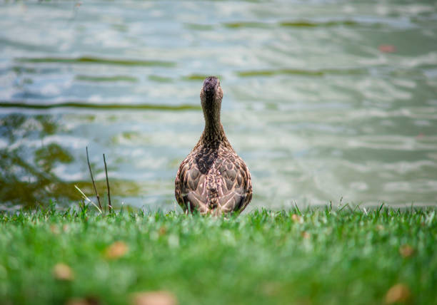 Thoughtful duck on the lake