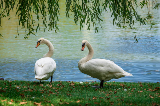 White swan in the summer park