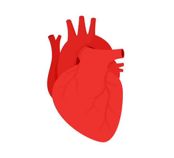 ilustrações, clipart, desenhos animados e ícones de ilustração vetorial do coração humano da anatomia. órgão interno humano isolado em fundo branco. - coração humano