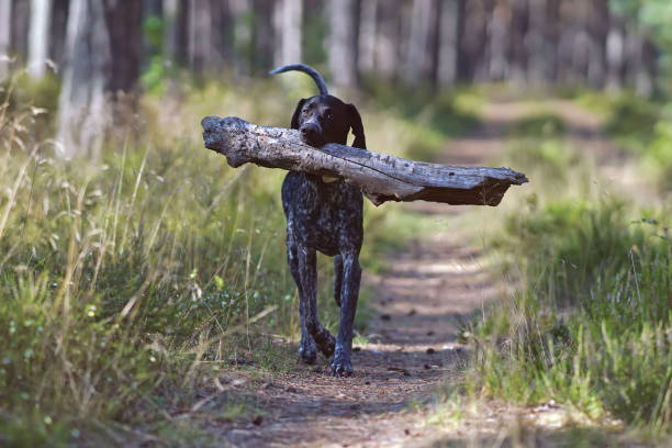 junger starker schwarz-weißer greyster-hund posiert im sommer im wald mit einem großen holzstock im maul - pointer stick stock-fotos und bilder