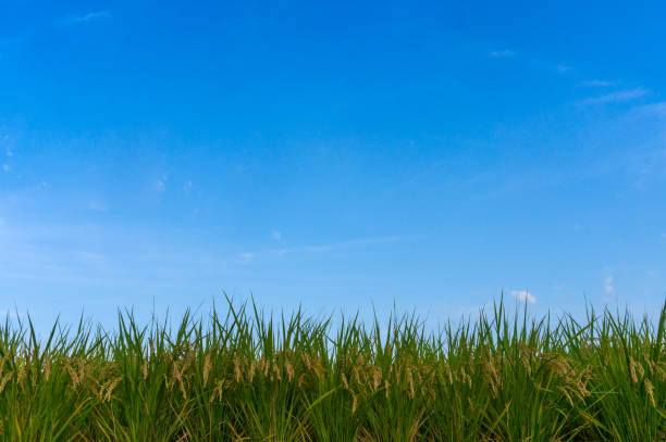 istock Rice field in Autumn 1343207068