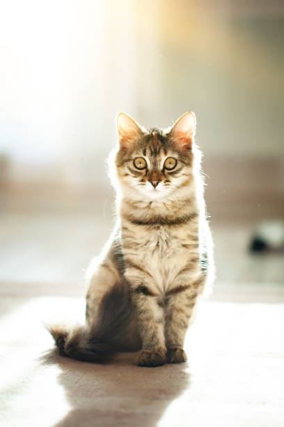 istock A cute striped kitten is sitting in the room. Selective focus. 1343207591