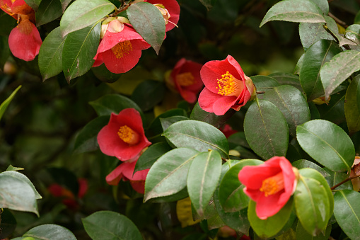 Love. Flora. Closeup view of Camellia shrub leaves and pink flowers blooming in winter in the garden.