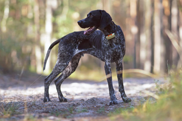 istock Young black and white Greyster dog posing outdoors wearing a collar with a GPS tracker on it standing in a forest in summer 1343207802