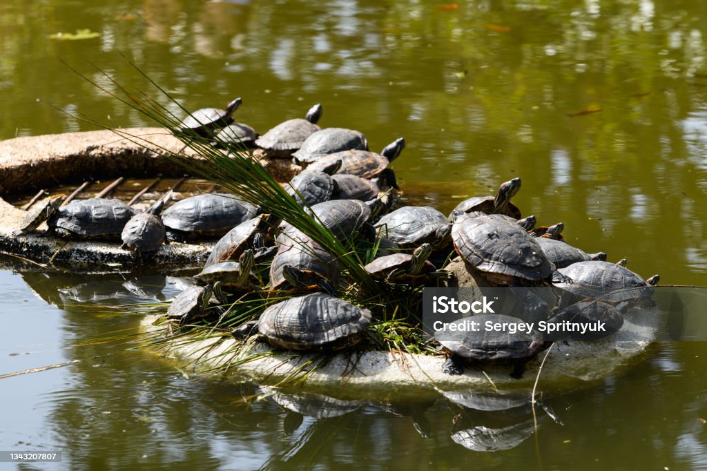 Lot of turtles sunbathing on the pond beach. Amphibian Stock Photo
