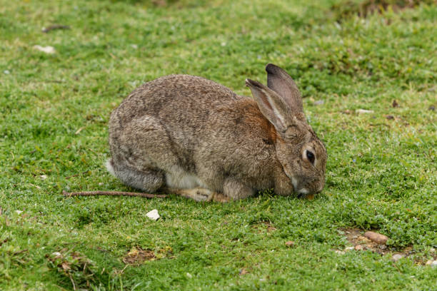 istock Little rabbit on green grass in summer day 1343208006