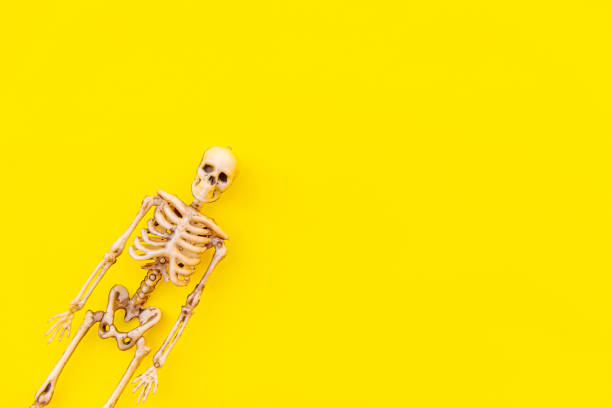 Skeleton decor in autumn burgundy and brown leaves.Halloween  decor.Scary atmosphere of autumn holidays.