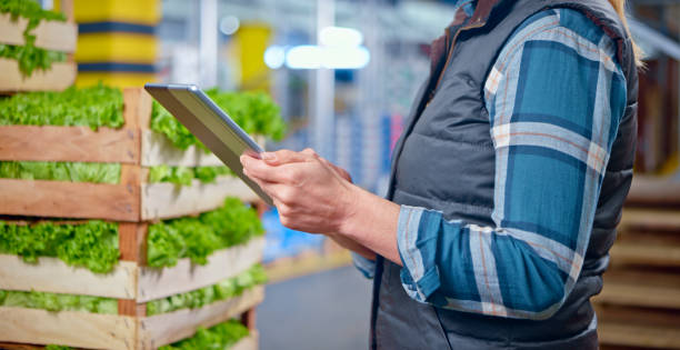 istock Female worker checking lettuce shipment in warehouse 1343209517