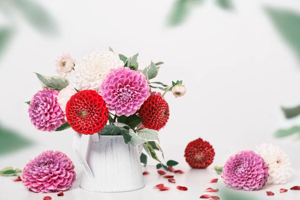 istock Autumn dahlias flowers bouquet on white table. Wall table background, copy space 1343213421