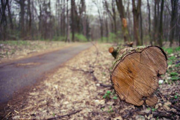 Logging in the pine forest