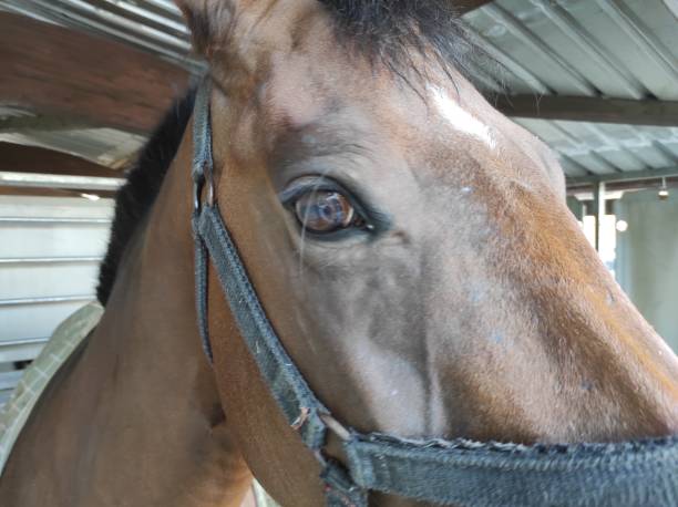 istock close up of horse head 1343213682