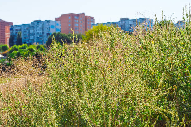 ragweed bloom in the city - a strong allergen and weed ragweed bloom in the city - a strong allergen and weed ragweed stock pictures, royalty-free photos & images