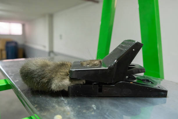istock Stray rat captured in a convenient and effective non-toxic and reusable spring-loaded mechanical trap 1343214559