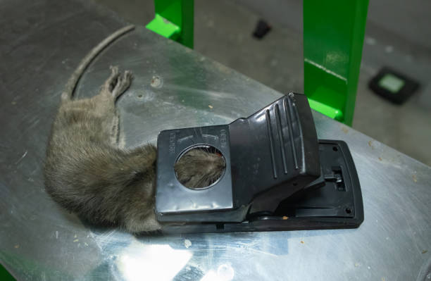 Stray rat captured in a convenient and effective non-toxic and reusable spring-loaded mechanical trap