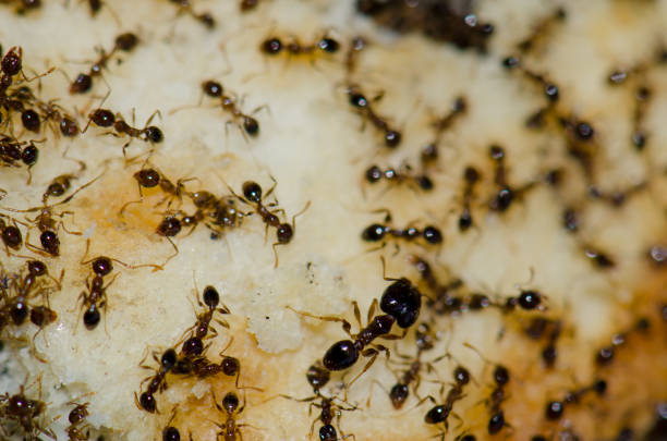 Argentine ants (Linepithema humile) feeding on food scraps. San Sebastián de La Gomera. La Gomera. Canary Islands. Spain.