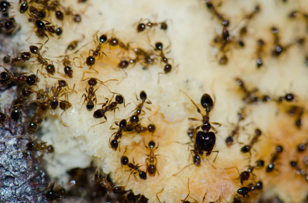 Argentine ants feeding on food scraps. stock photo