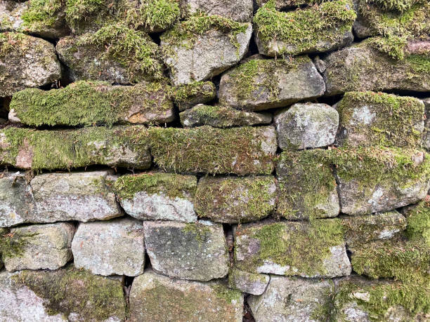 istock Rough stone wall covered in moss and lichen 1343226144