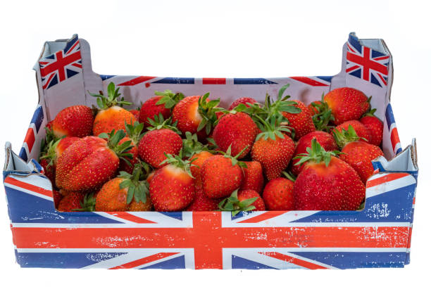 Fresh British strawberries in an open box - white background