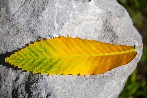 Color Gradient on Chestnut Leaf in Autumn.