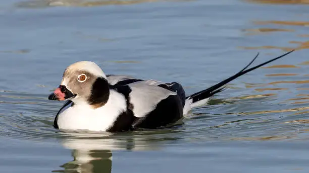 The long-tailed duck (Clangula hyemalis), commonly known in North America as oldsquaw, is a medium-sized sea duck