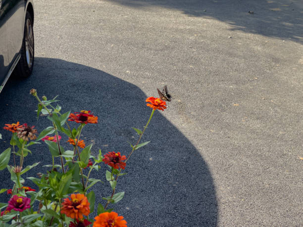 istock flowers and a butterfly 1343230192