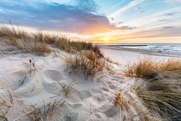 istock Beach grass on dune, Baltic sea at sunset 1343230236