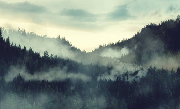 istock Forest hills covered in fog at sunrise 1343230419
