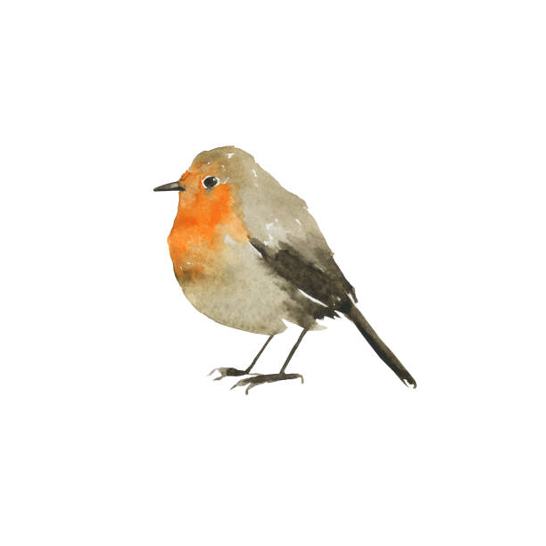 istock One Robin bird isolated on white background. Watercolor hand drawing illustration. Wet style aquarelle. Cute winter grey and orange bird. Perfect for print, card, poster. 1343237564