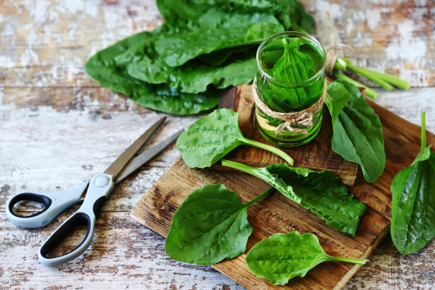Plantain leaf drink. stock photo