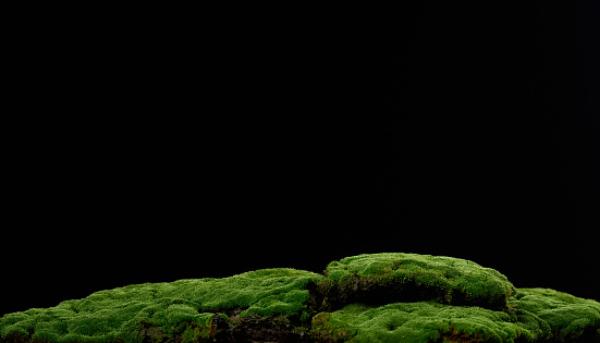 growing green moss on a black background. Backdrop for displaying products, natural cosmetics, drinks