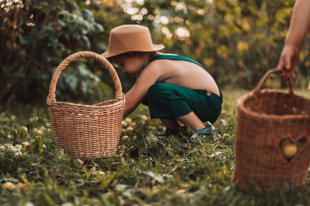 istock Children collect fallen pears from the tree in their baskets 1343240692