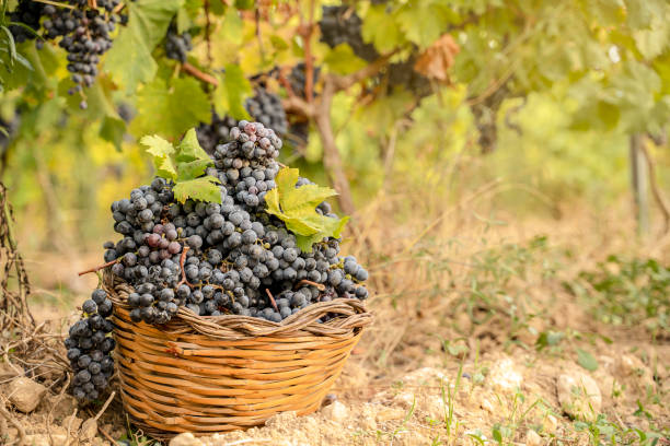 istock basket of grapes in a vineyard 1343243185