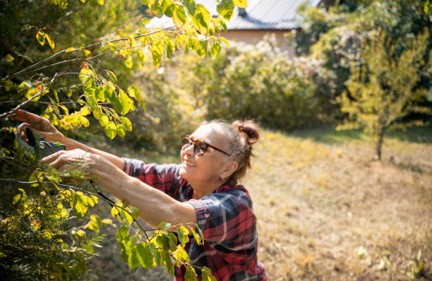 istock Happy beautiful elderly woman 60 years old prunes tree branches in her garden using pruning shears. Garden care and and active lifestyle 1343254035