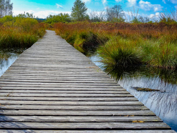 istock Raised bog with wooden walk-in 1343255923