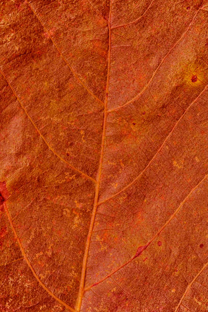 istock Background or texture of the dry leaf of a tree in the fall 1343259711
