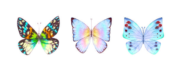 istock Watercolor botanical summer set of multicolor colorful butterflies 1343259746