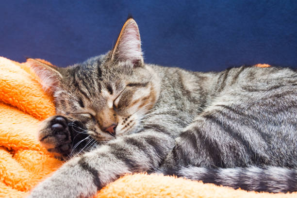 istock Tabby cat is sleeping on orange blue background close up. 1343265050