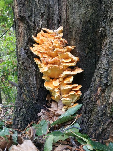 istock family of mushrooms on tree trunk 1343265106