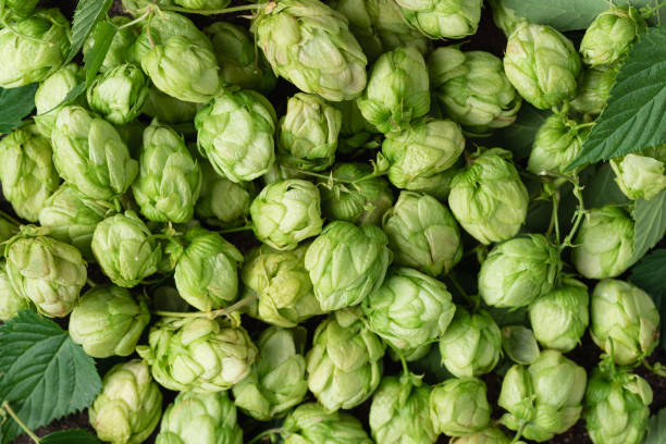 istock green hops background. Beer brewery concept 1343265172