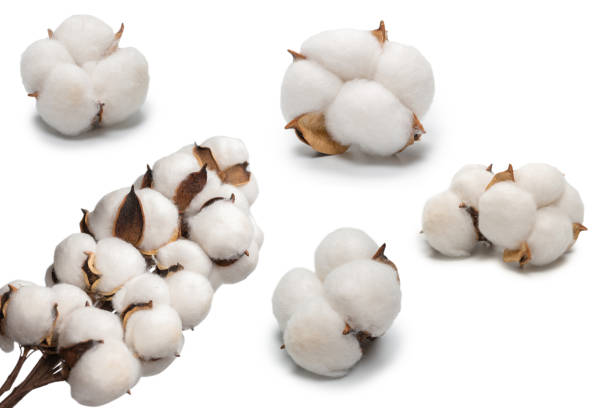istock Cotton flower branch isolated on white background. 1343267513