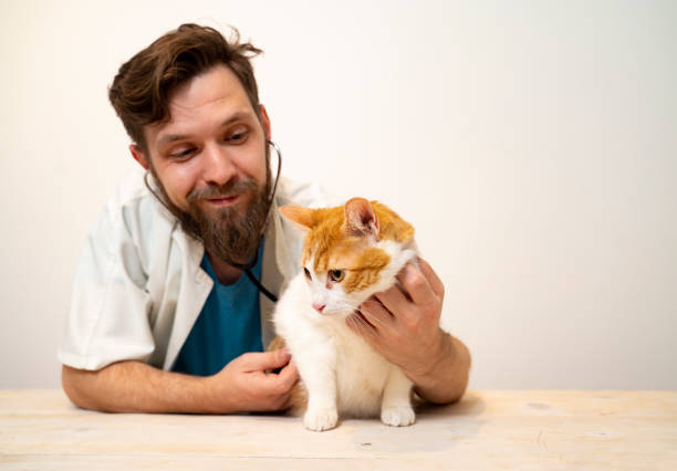 istock Studio shot, vet with patient cat and stethoscope 1343267672