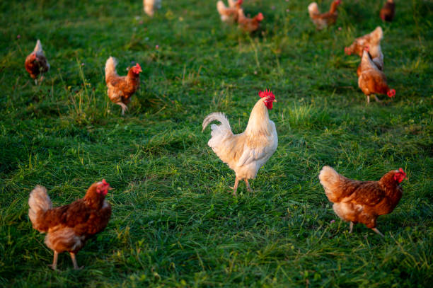 istock free range, healthy brown organic chickens and a white rooster 1343268104