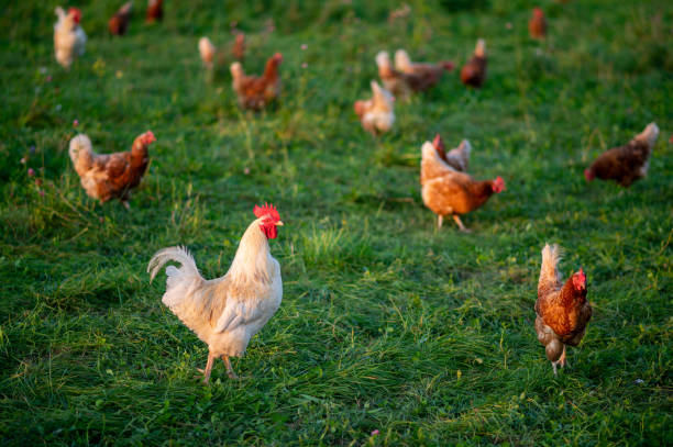 istock free range, healthy brown organic chickens and a white rooster 1343268150